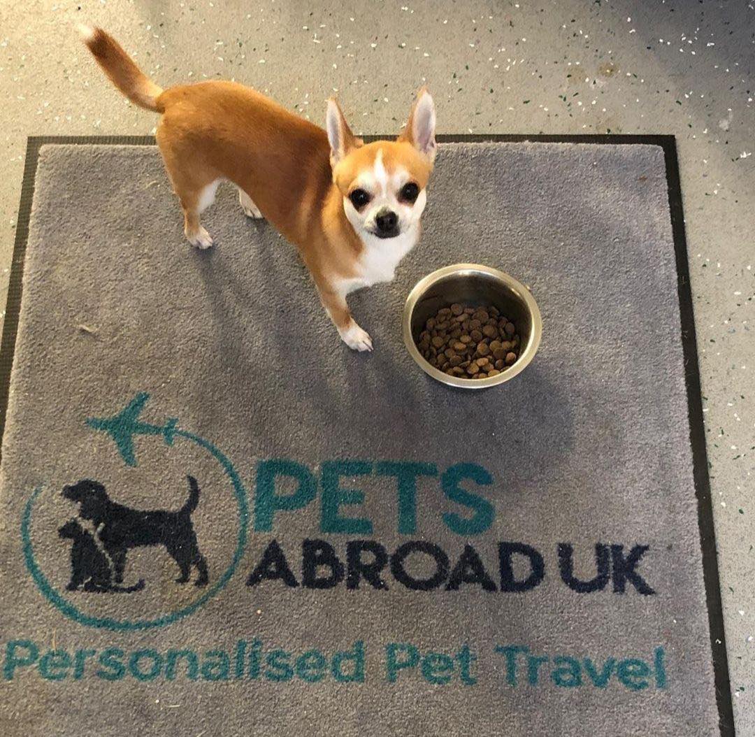 Сірий килимок з кольоровим логотипом Pets Abroad
